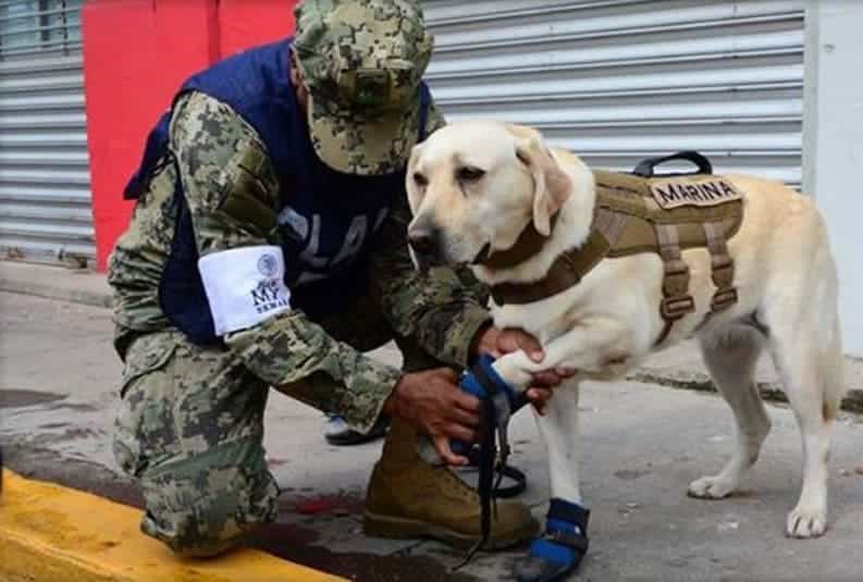 ¿Cómo adoptar un perrito jubilado del ejército Mexicano?